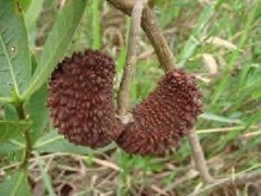 Tabernaemontana hystrix Tabernaemontana Tabernaemontana hystrix Tabernaemontana